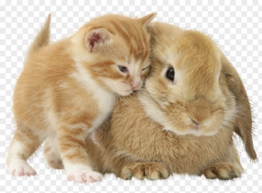 Kitten Puppy Cat Domestic Rabbit Dog PNG