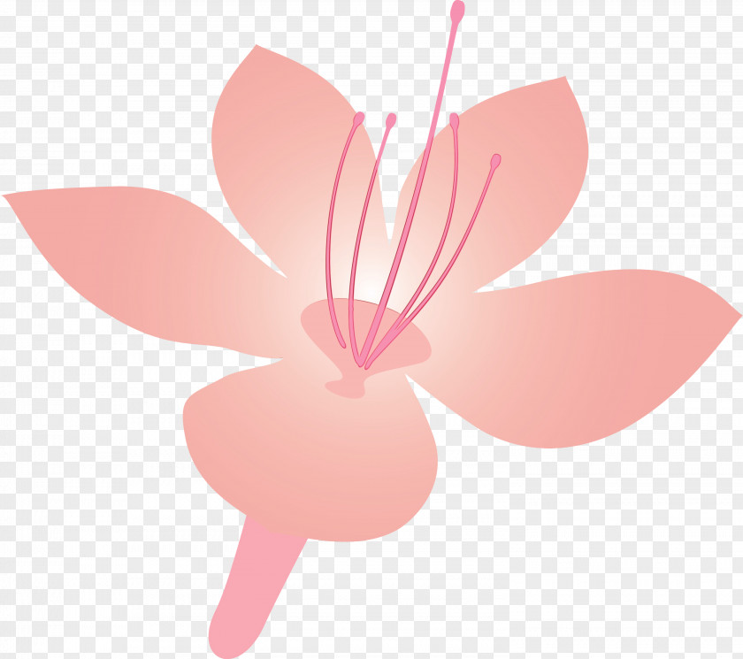 Pink Petal Flower Plant Blossom PNG