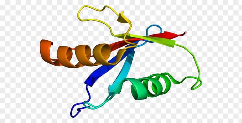 PRKCI Protein Kinase C PKC Alpha PNG