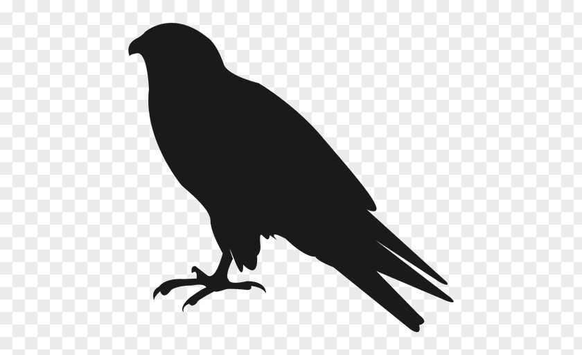 Raven Vector American Crow Silhouette Bird PNG