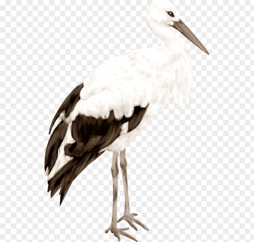 CIG White Stork Clip Art PNG