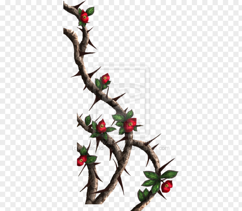 Crown Of Thorns Thorns, Spines, And Prickles Rose Vine Drawing Clip Art PNG