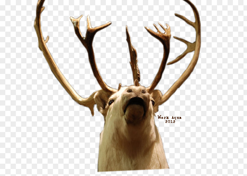 Deer Reindeer Elk Red Santa Claus PNG