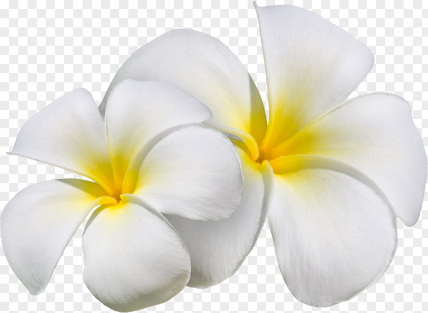 Exotic Flower Art Petal Clip PNG