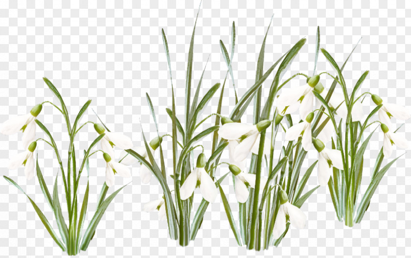 Plant Grass Flower Family Leaf PNG