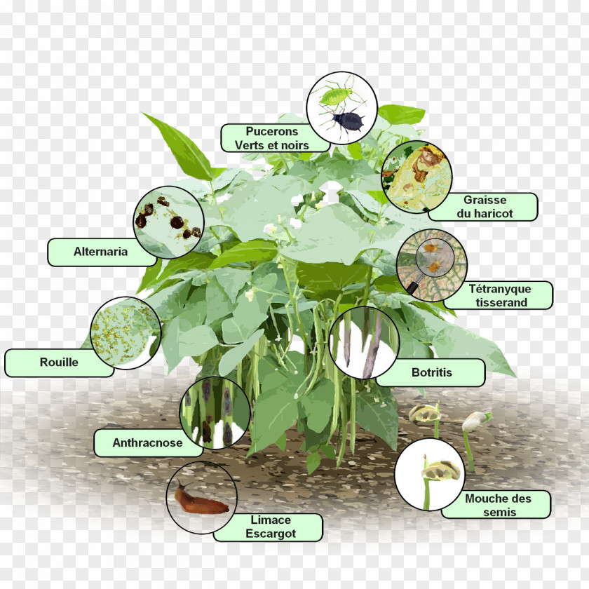 Tree Common Bean Green Seed Clip Art PNG