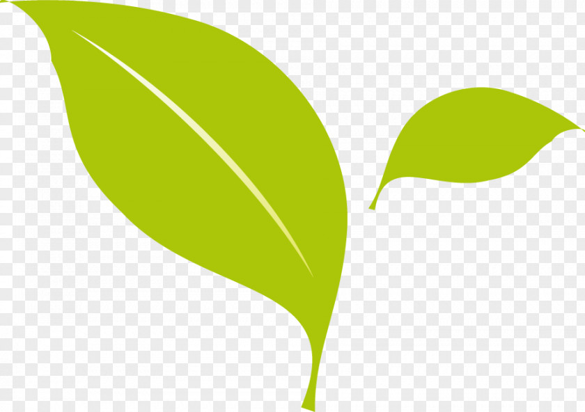 Two Green Leaves Vector Creative Icon Flat Design PNG