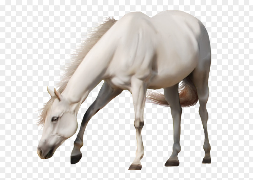 White Horse Image Stallion PNG