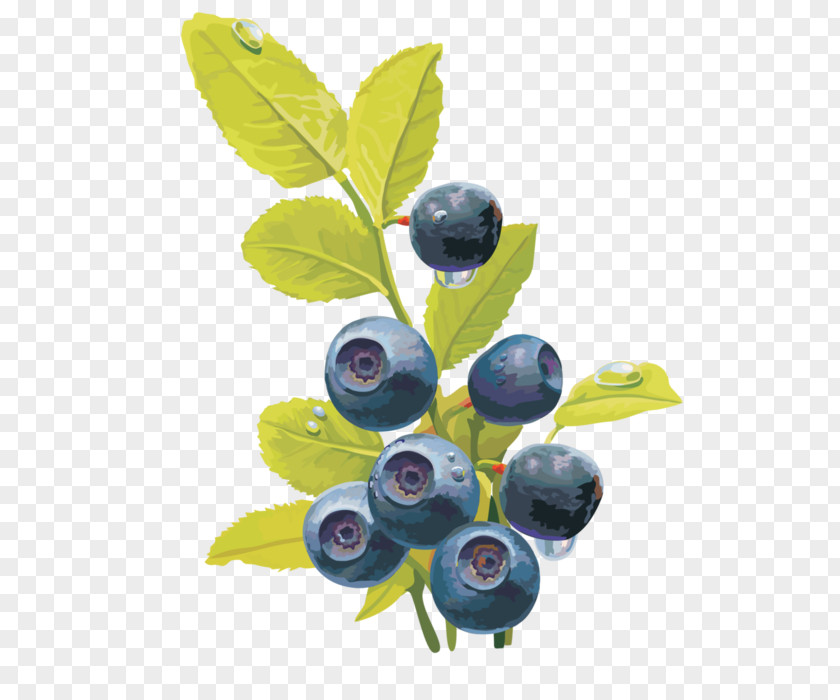 Blueberry Bilberry Fruit Red Raspberry PNG