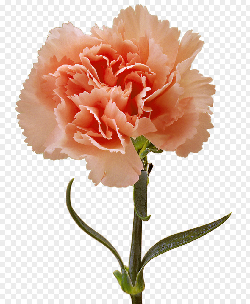 Flower Choix Des Plus Belles Fleurs Carnation Image PNG