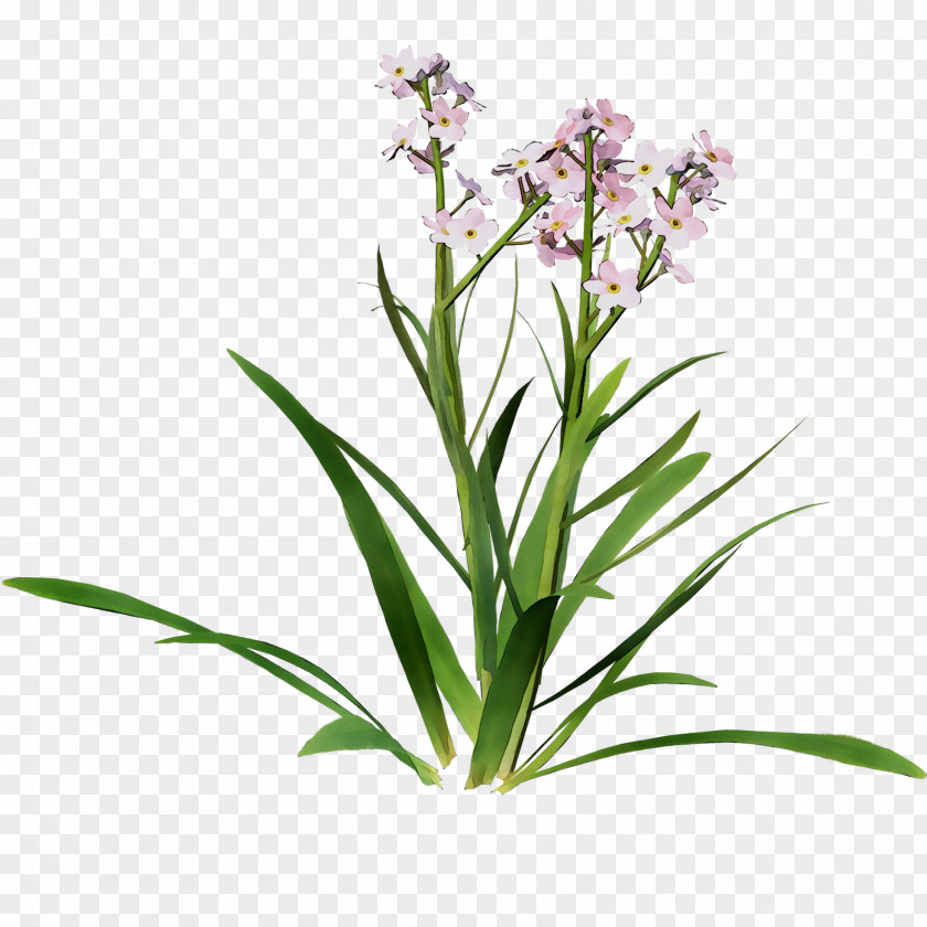 Flowering Plant Stem Lavender Herbaceous PNG