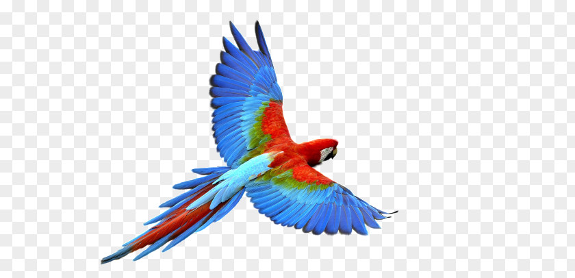 Flying Parrot Budgerigar Bird Fly: Clip Art PNG