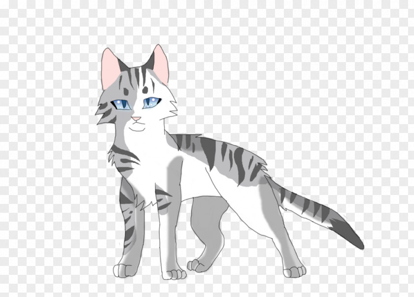 Kitten Whiskers Cat Dog Canidae PNG