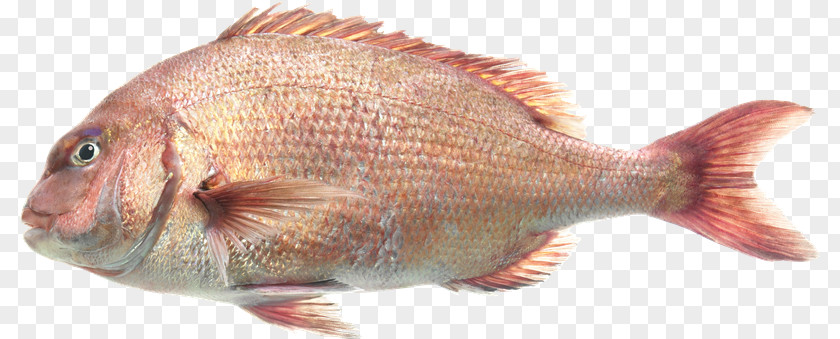 Peces Northern Red Snapper Seabream Tilapia Perch Fauna PNG