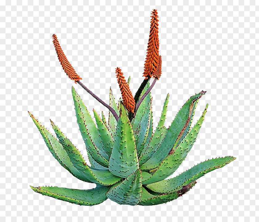 Plant Aloe Vera Succulent Dietary Supplement Skin PNG