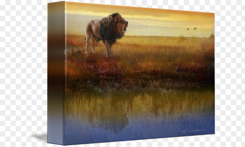 African Grasslands Painting Cattle Lion Wildlife Gallery Wrap PNG