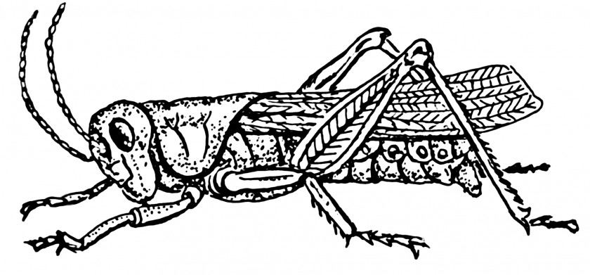 Grasshopper Insect Drawing Clip Art PNG