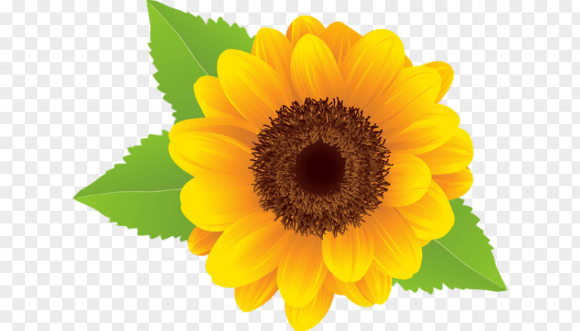 Meadow Background Sunflower Clip Art Vector Graphics Free Content Image PNG