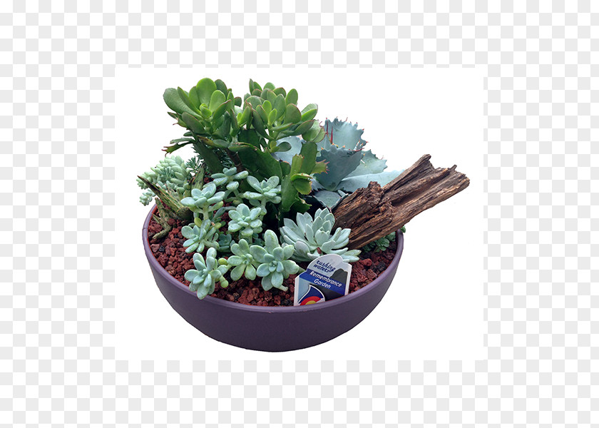 Suculent Succulent Plant Bowl Flowerpot Drought Tolerance PNG