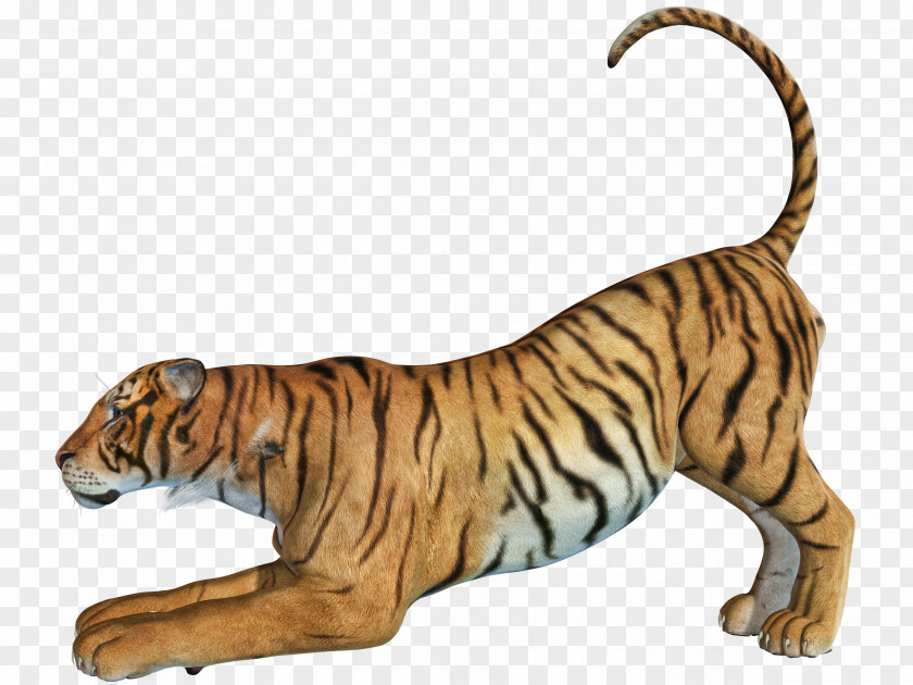 The Creeping Tiger Bengal Hunting PNG