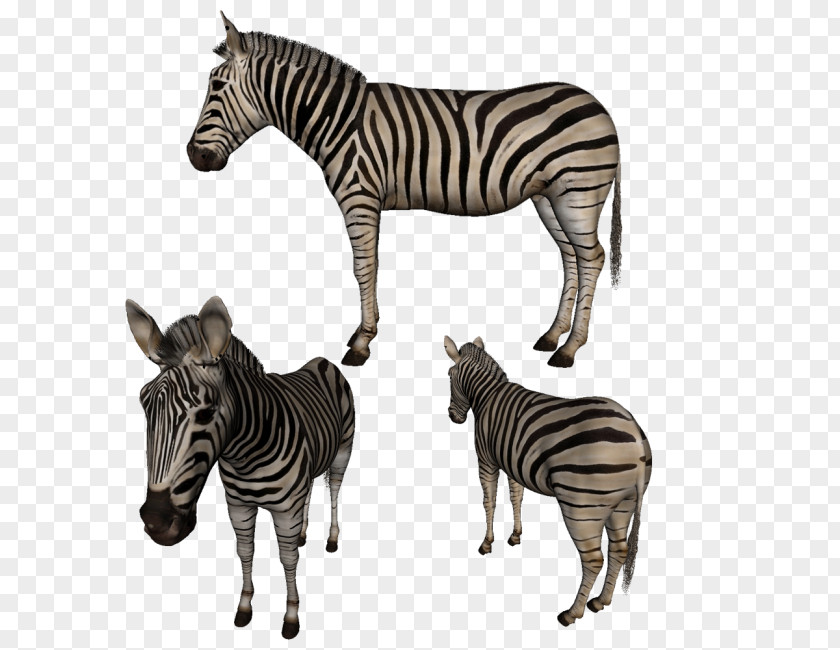 Zebra Quagga Neck Terrestrial Animal Wildlife PNG