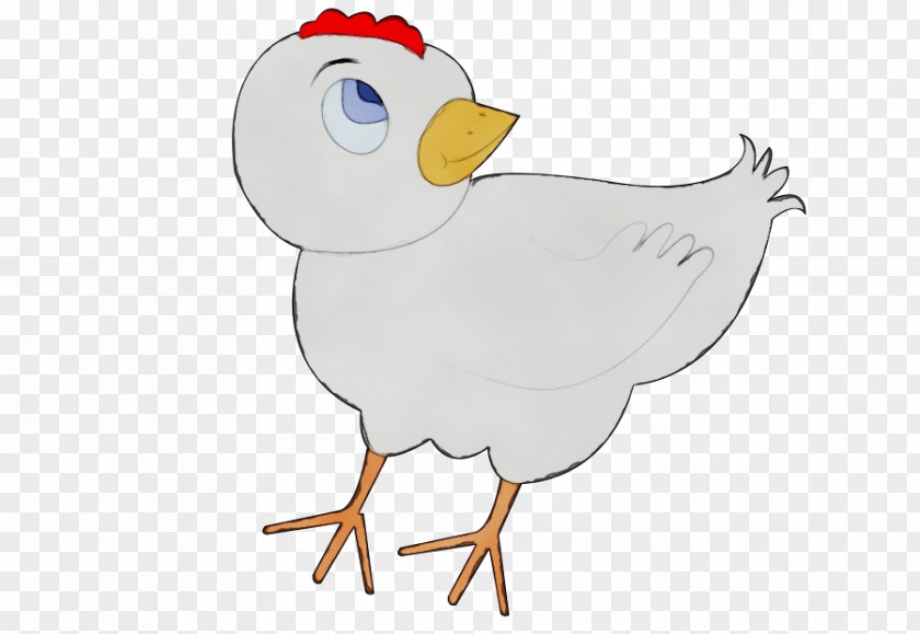 Animation Poultry Watercolor Cartoon PNG