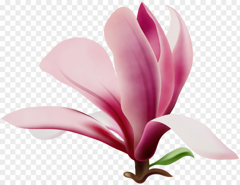 Cyclamen Tulip Watercolor Pink Flowers PNG