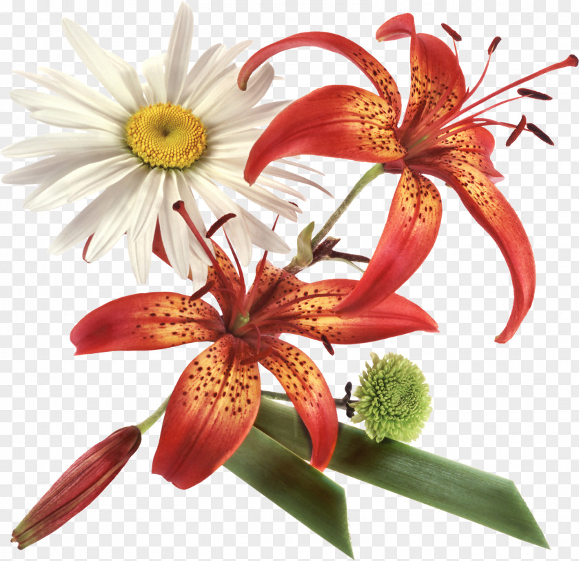 FLORES Flower Clip Art PNG