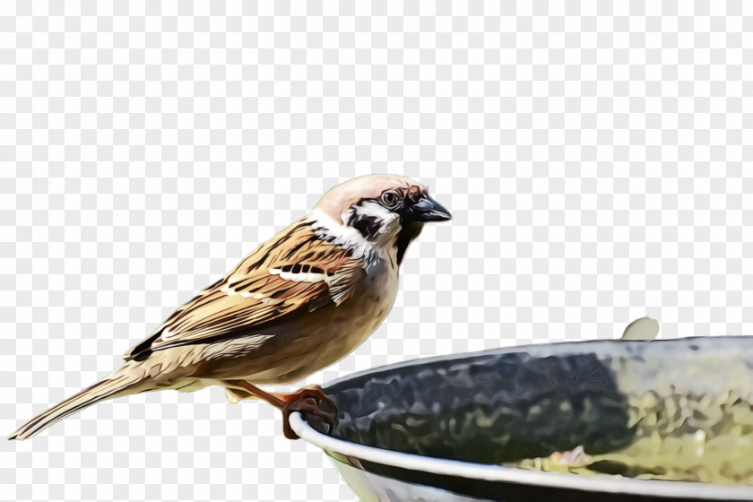 Lark Bird Food House Sparrow Beak Emberizidae PNG