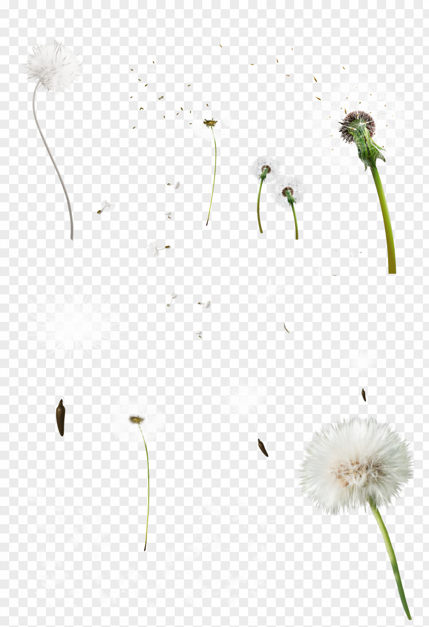 Seeds Common Dandelion Tooth Clip Art PNG