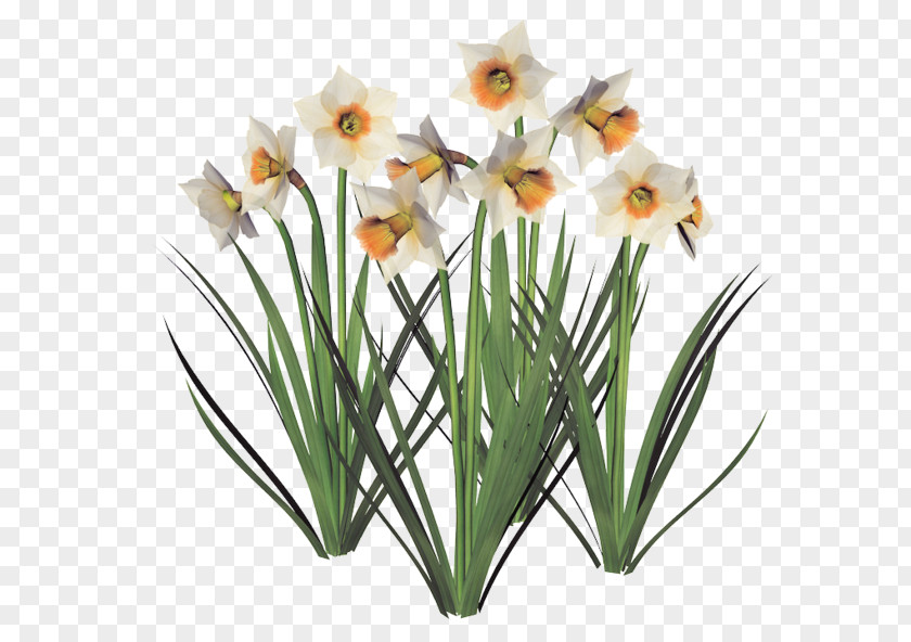 Spring Scenery Daffodil Flowerpot Cut Flowers Jonquille Garden PNG
