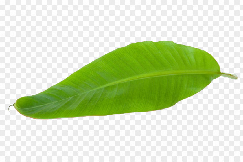 Tropical Banana Leaves Leaf PNG