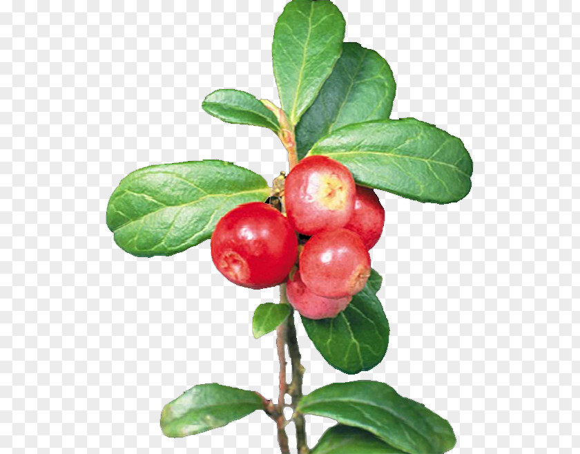 Cherry Cranberry Lingonberry PNG
