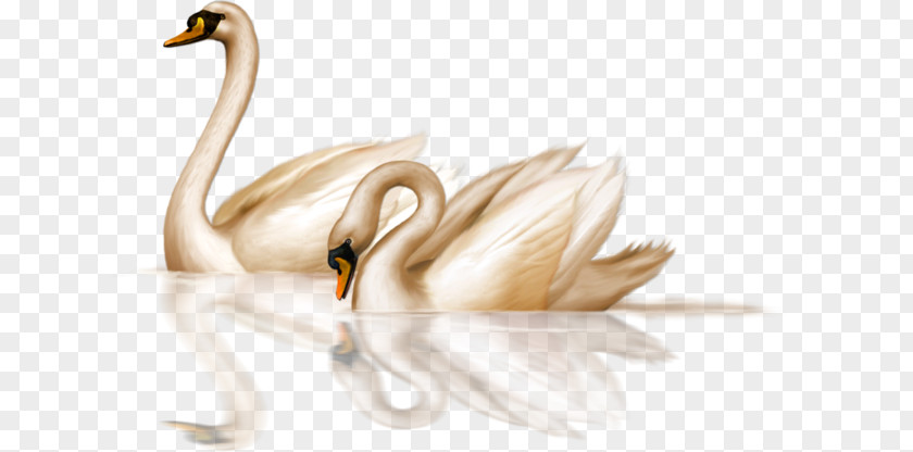 Golden Swan Black Bird Goose Clip Art PNG