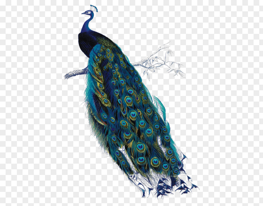 Peacock A Good Man Is Hard To Find: And Other Stories Author Film Book PNG