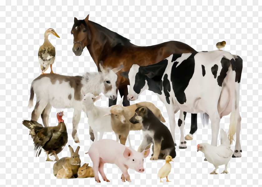 Pony Horse Animal Figure Herd Goat Goats Livestock PNG