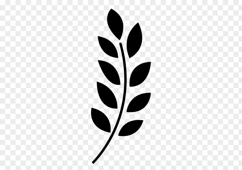 Wheat Seeds Branching PNG