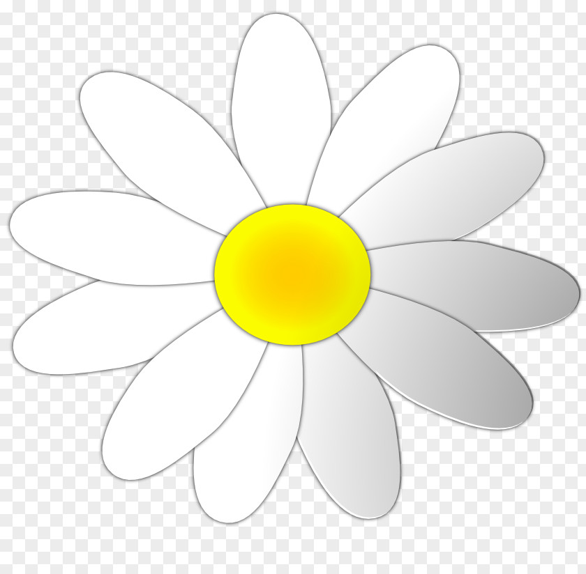 Daisy Flower Outline Common Clip Art PNG