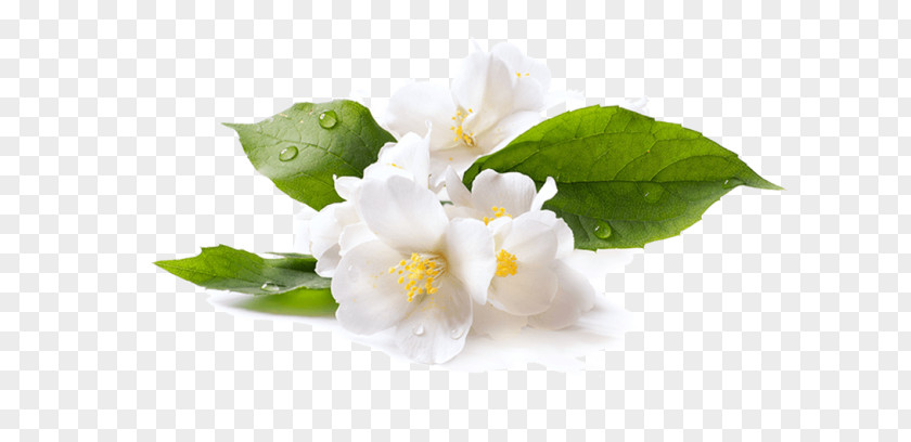 Flower Stock Photography Arabian Jasmine Royalty-free PNG