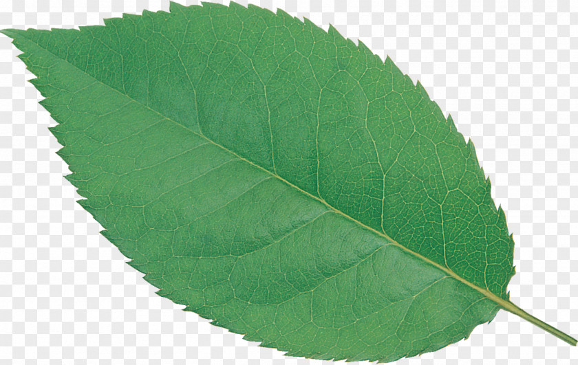 Leaf Plant Green PNG
