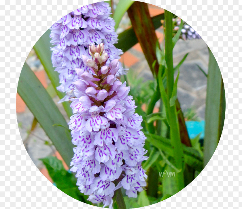 Lilac Hyacinth Southern Marsh-orchid Annual Plant Marsh Orchids PNG