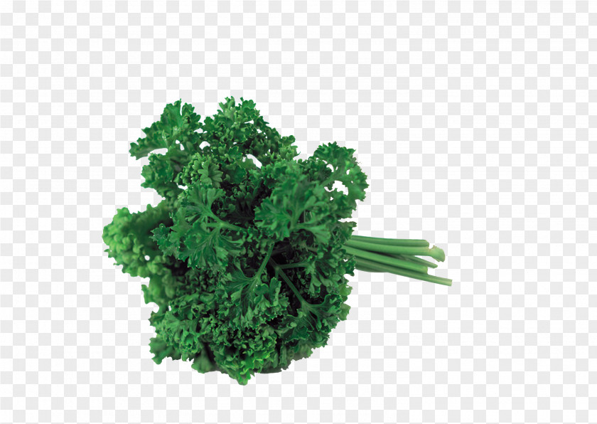 Vegetable Ingredients Sorrel Herb Parsley Leaf PNG