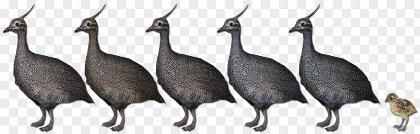 Zoo Tycoon 2 Bird Platypus Asiatic Peafowl PNG