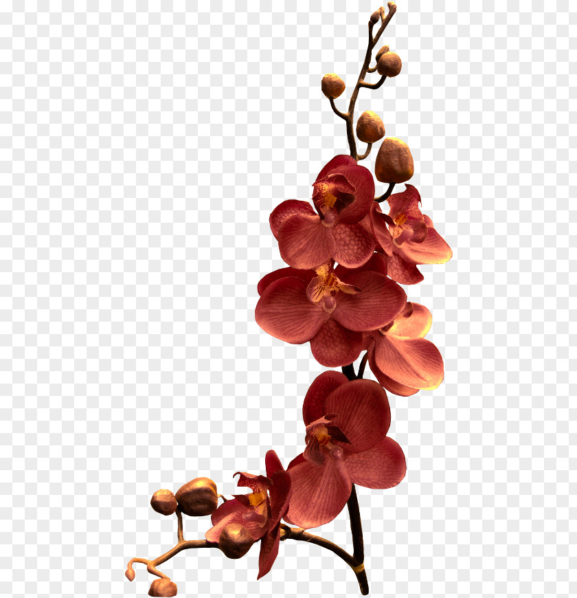 Flower Orchids Clip Art Branch Phalaenopsis Schilleriana PNG