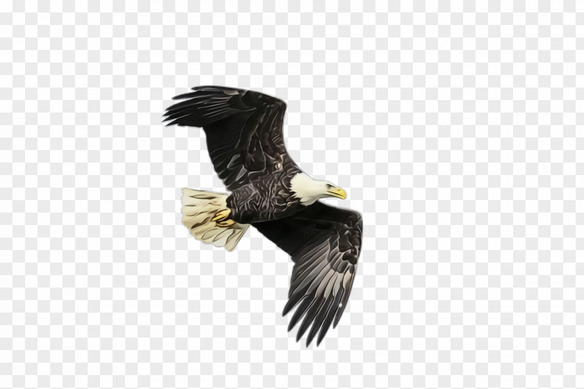Golden Eagle Hawk Flying Bird Background PNG