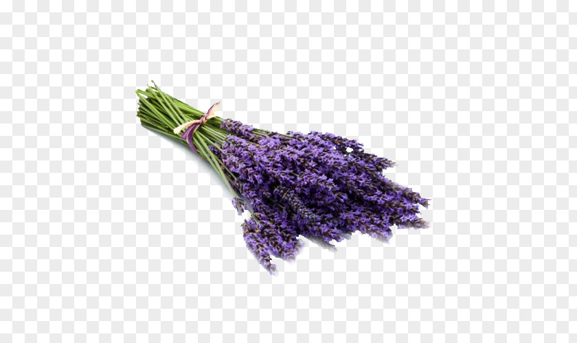 Mothball Royalty-free Stock Photography Image Lavender PNG