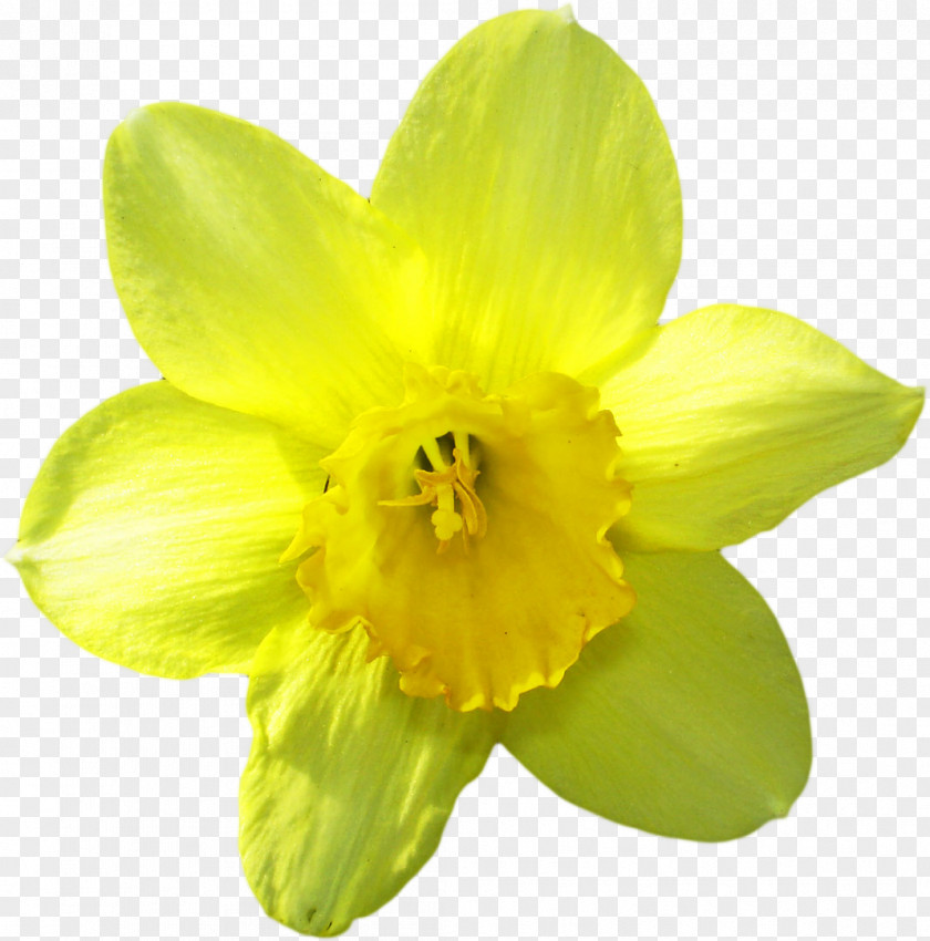 Narcissus Jonquilla IFolder Daffodil LiveInternet Petal PNG