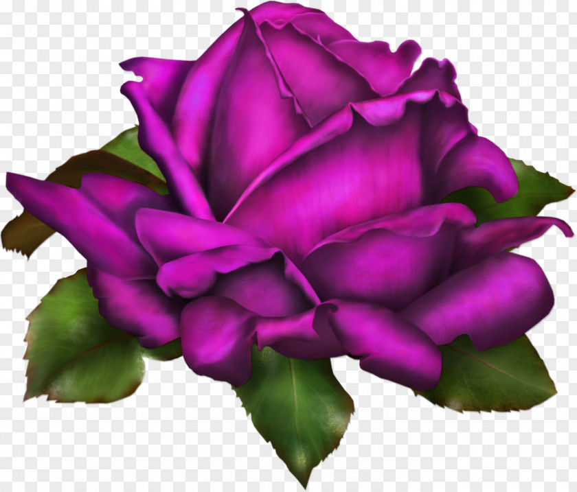 Roses Rose Drawing Flower Clip Art PNG