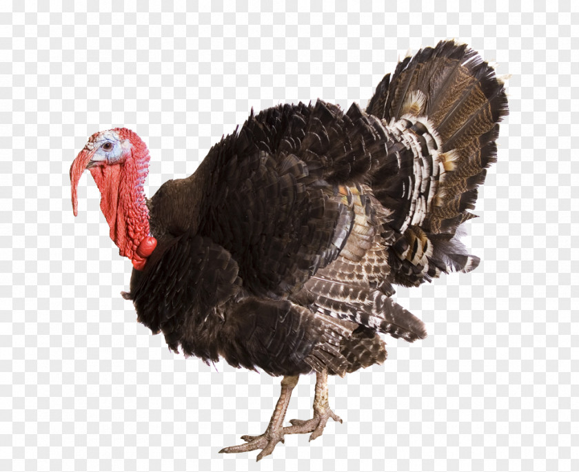 Thanks Giving Bronze Turkey Broad Breasted White Black Slate PNG