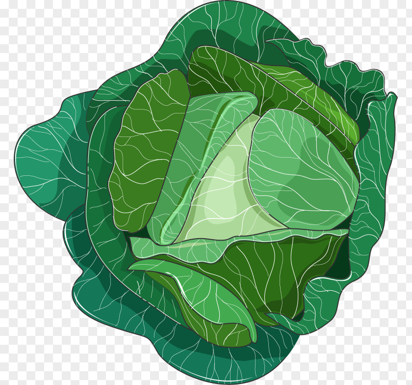 Cabbage Leaf Vegetable Collard Greens Savoy Spring PNG